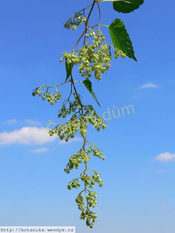 Chmel šištice řezané